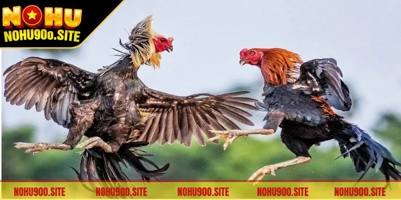 Đá Gà Thomo là một hình thức giải trí có sức hấp dẫn vượt bậc