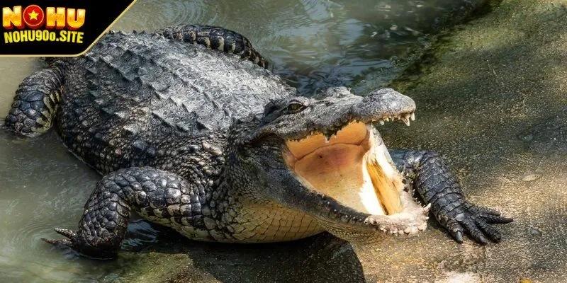 Chi tiết về việc nằm mơ thấy cá sấu