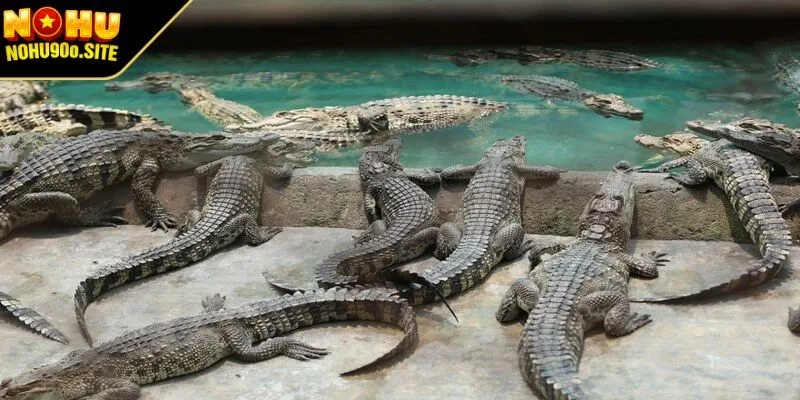 Nằm mơ thấy cá sấu đang lùa theo mình